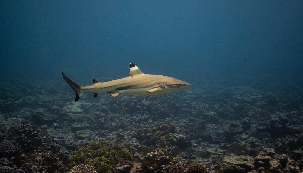 Un requin pointes noires de récif nage de profil au-dessus d'un récif de corail, la pointe noire de la première dorsale soulignée d'une bande claire, les autres nageoires et le lobe inférieur de la queue terminés de noir, une bande sombre puis une bande claire sur le flanc