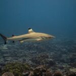 Un requin pointes noires de récif nage de profil au-dessus d'un récif de corail, la pointe noire de la première dorsale soulignée d'une bande claire, les autres nageoires et le lobe inférieur de la queue terminés de noir, une bande sombre puis une bande claire sur le flanc