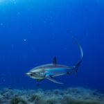 Un requin-renard pélagique au dos bleu, sa longue queue dressée en faucille, nage au-dessus d'un fond d'algues dans le bleu