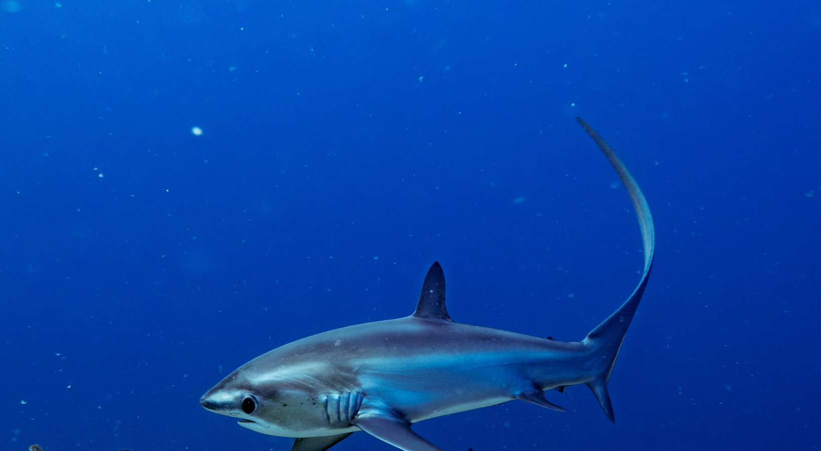 Un requin-renard pélagique au dos bleu, sa longue queue dressée en faucille, nage au-dessus d'un fond d'algues dans le bleu
