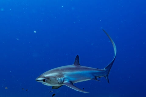 Un requin-renard pélagique au dos bleu, sa longue queue dressée en faucille, nage au-dessus d'un fond d'algues dans le bleu