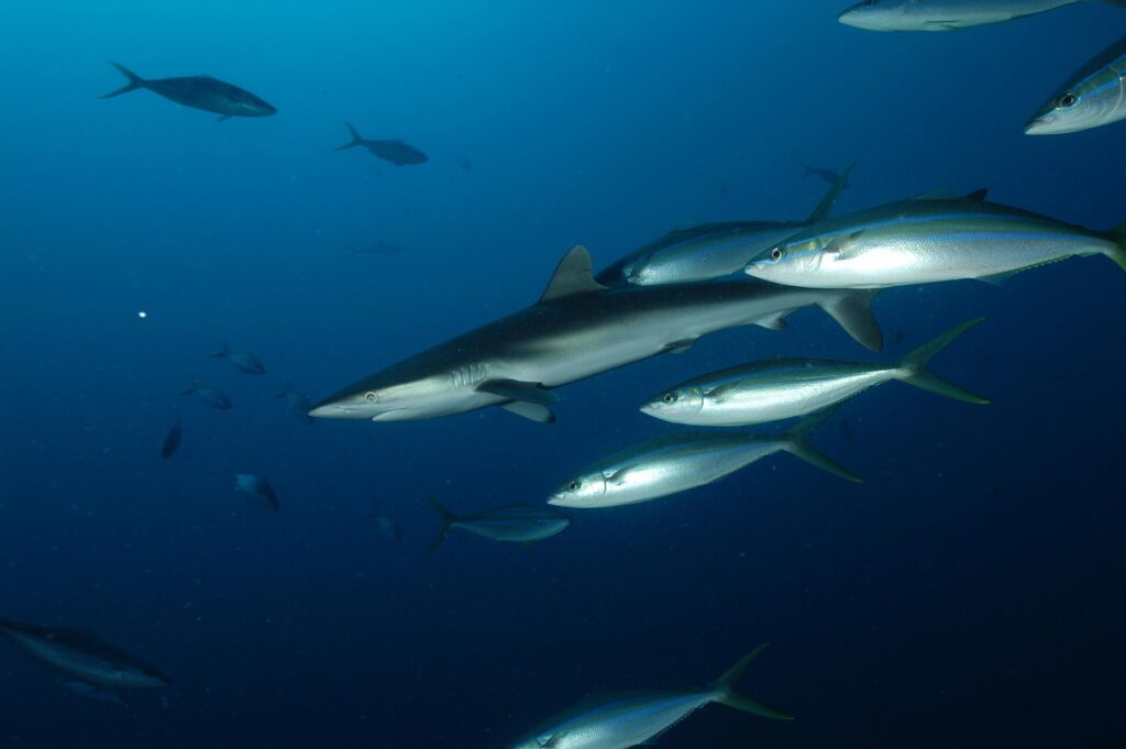 Un requin soyeux gris argenté nage vers la gauche dans le bleu profond, escorté par un groupe de coureurs arc-en-ciel argentés à liserés bleus et queue jaune, d'autres poissons en silhouette au loin.