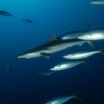 Un requin soyeux gris argenté nage vers la gauche dans le bleu profond, escorté par un groupe de coureurs arc-en-ciel argentés à liserés bleus et queue jaune, d'autres poissons en silhouette au loin.