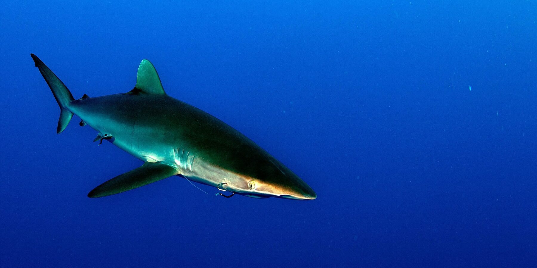 Un requin soyeux au dos bronze et aux longues pectorales nage vers la droite dans une eau bleu profond, sans fond visible