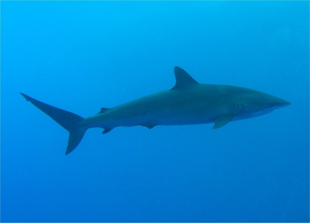 Un requin soyeux de profil dans le bleu, le corps fin et allongé, la première dorsale assez petite placée en arrière des pectorales, une seconde dorsale minuscule près de la queue