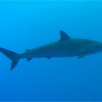Un requin soyeux de profil dans le bleu, le corps fin et allongé, la première dorsale assez petite placée en arrière des pectorales, une seconde dorsale minuscule près de la queue