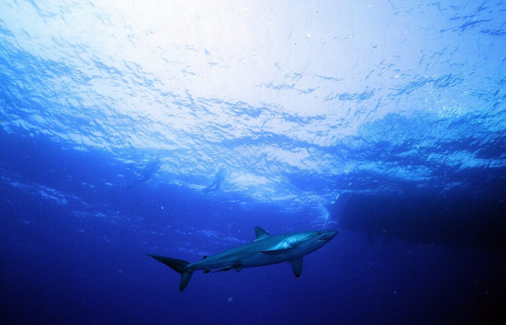 Un requin soyeux vu par-dessous nage juste sous la surface ensoleillée, deux silhouettes de plongeurs au-dessus de lui et, à droite, l'ombre sombre d'une coque de bateau