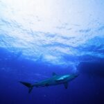 Un requin soyeux vu par-dessous nage juste sous la surface ensoleillée, deux silhouettes de plongeurs au-dessus de lui et, à droite, l'ombre sombre d'une coque de bateau