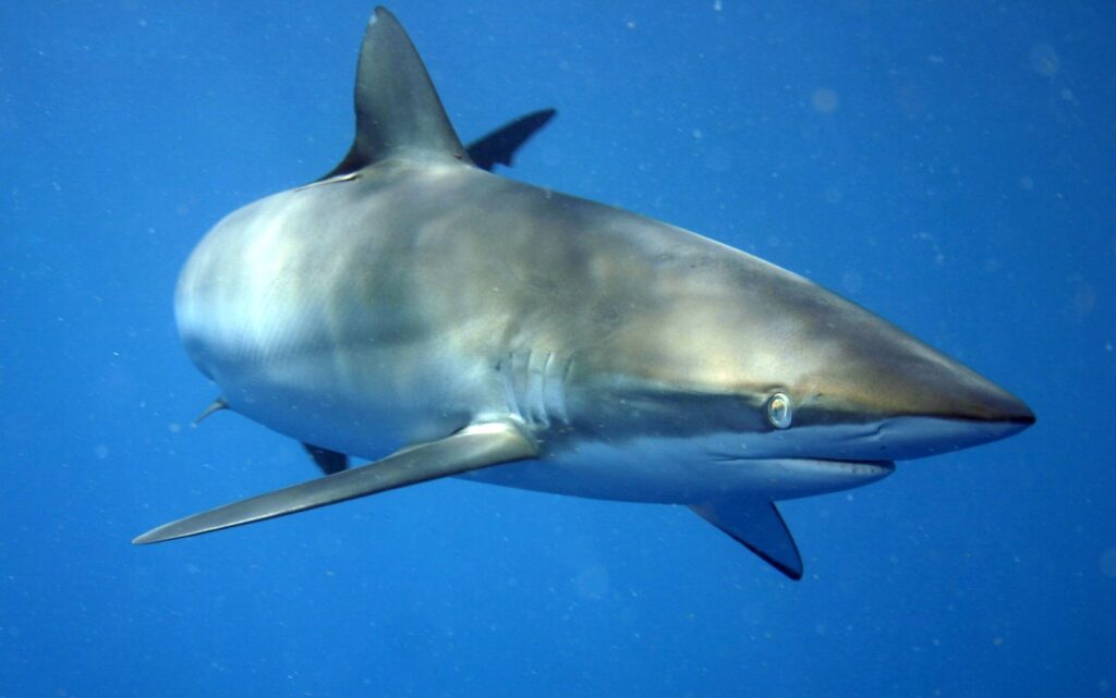 Un requin soyeux vu de trois quarts face dans le bleu, le dos aux reflets bronze et dorés, le ventre blanc, le museau long et arrondi, l'oeil rond, les fentes branchiales et une longue pectorale étroite