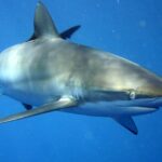 Un requin soyeux vu de trois quarts face dans le bleu, le dos aux reflets bronze et dorés, le ventre blanc, le museau long et arrondi, l'oeil rond, les fentes branchiales et une longue pectorale étroite