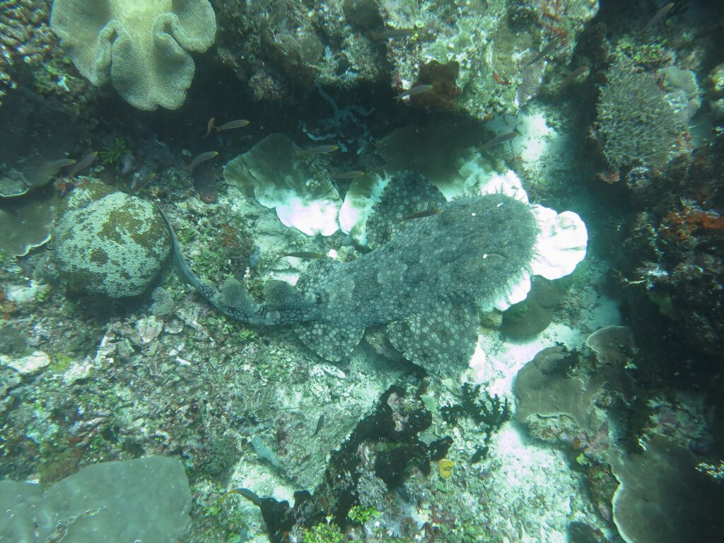Un requin-tapis à houppes vu de dessus, couché à plat sur le récif, sa robe grise marbrée confondue avec les coraux, la tête frangée de lobes à droite et la queue recourbée vers la gauche.