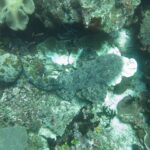 Un requin-tapis à houppes vu de dessus, couché à plat sur le récif, sa robe grise marbrée confondue avec les coraux, la tête frangée de lobes à droite et la queue recourbée vers la gauche.