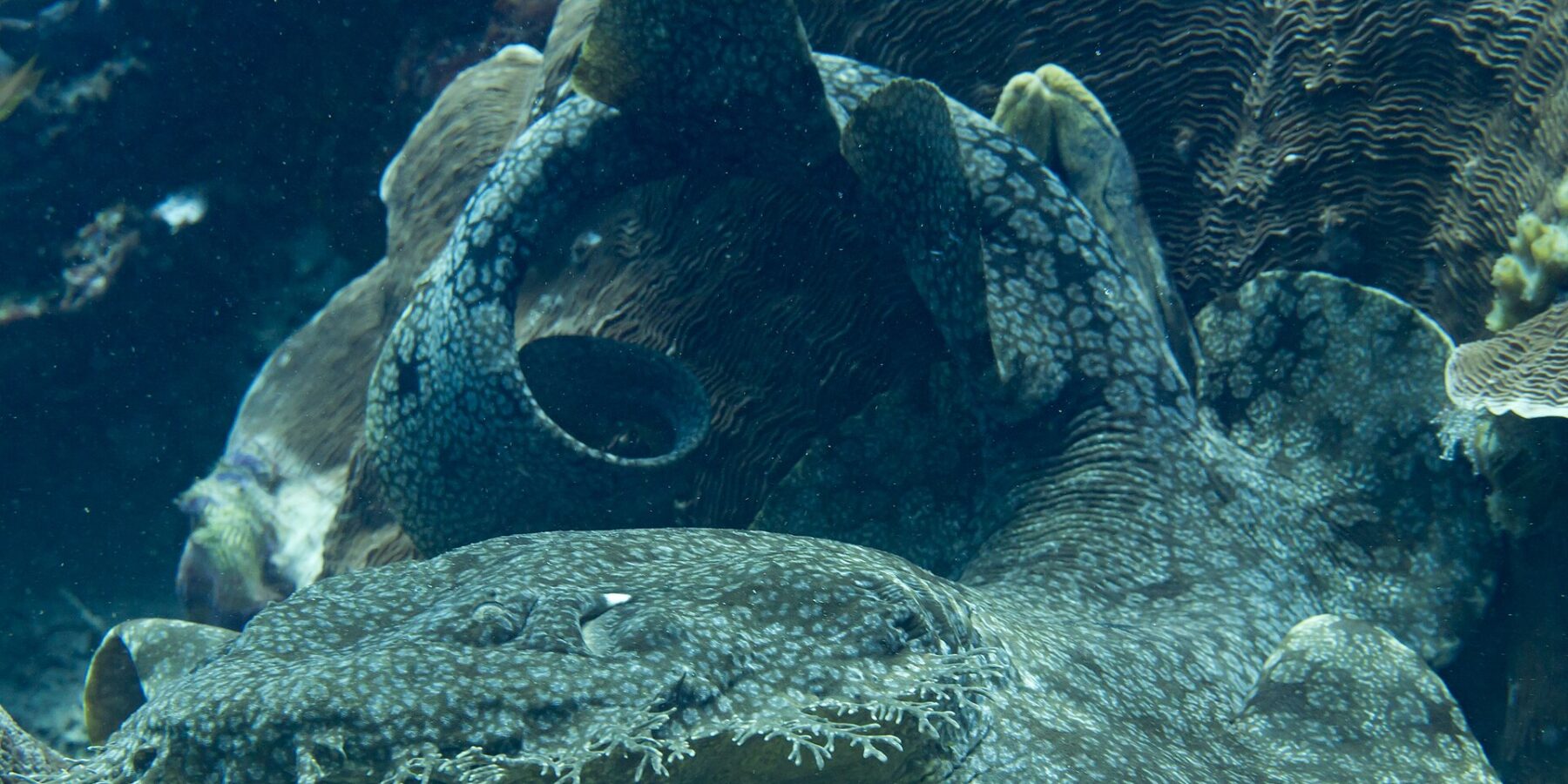 Un requin-tapis à houppes couché au pied d'un massif de corail, le corps aplati marbré de gris replié en boucle, la frange de lobes ramifiés qui borde sa bouche au premier plan.