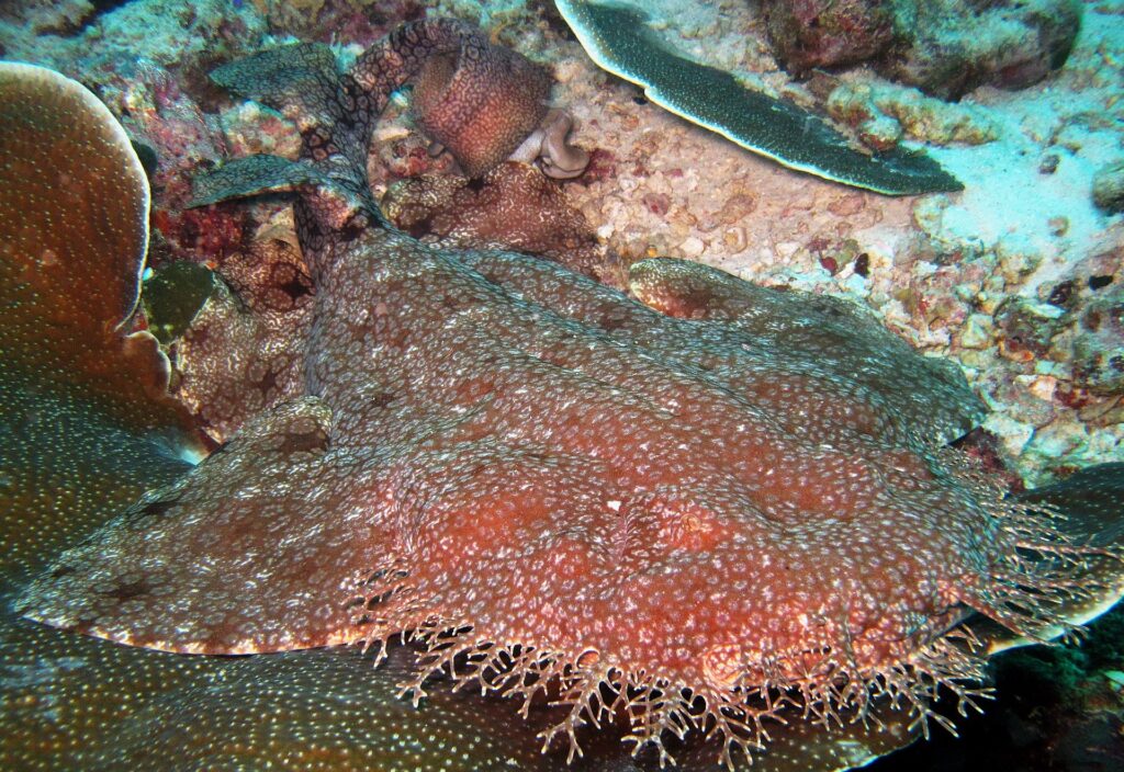 Gros plan d'un requin-tapis à houppes couché sur le récif, corps aplati brun-rouge semé de petites taches claires, la frange de lobes ramifiés de sa tête au premier plan, contre un corail en plateau.