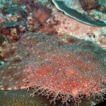 Gros plan d'un requin-tapis à houppes couché sur le récif, corps aplati brun-rouge semé de petites taches claires, la frange de lobes ramifiés de sa tête au premier plan, contre un corail en plateau.