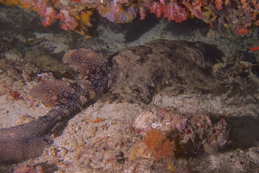 Un requin-tapis à houppes allongé sur le sable sous un surplomb de coraux mous roses, le dos brun couvert d'une mosaïque de taches sombres cernées de points clairs, les deux dorsales et la queue repliée à gauche, la tête à droite