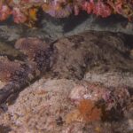 Un requin-tapis à houppes allongé sur le sable sous un surplomb de coraux mous roses, le dos brun couvert d'une mosaïque de taches sombres cernées de points clairs, les deux dorsales et la queue repliée à gauche, la tête à droite