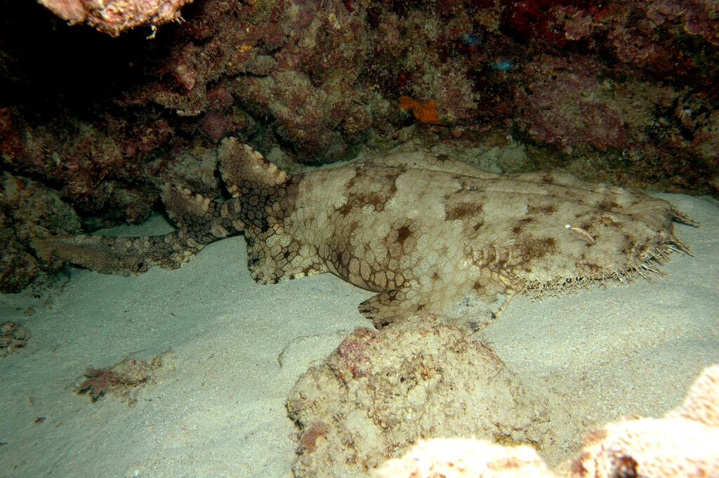 Un requin-tapis à houppes entier couché sur le sable d'une grotte, la tête large et frangée à droite, les pectorales arrondies, le corps qui s'affine derrière les pelviennes, deux dorsales reculées et une queue courte, beige taché de brun