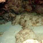Un requin-tapis à houppes entier couché sur le sable d'une grotte, la tête large et frangée à droite, les pectorales arrondies, le corps qui s'affine derrière les pelviennes, deux dorsales reculées et une queue courte, beige taché de brun