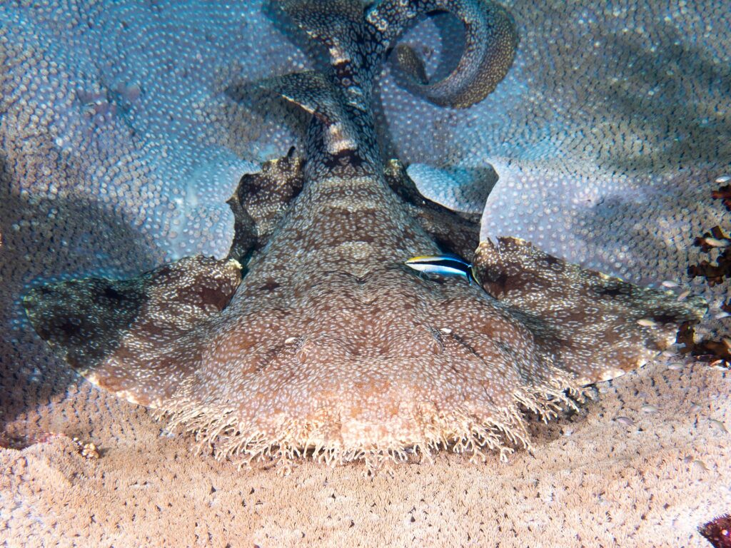 Un requin-tapis à houppes vu de face, couché à plat sur une table de corail, la tête très large bordée d'une frange dense de lobes de peau ramifiés, les larges pectorales étalées de chaque côté, la queue relevée en arrière, un petit poisson bleu rayé de noir sur le dos