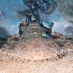 Un requin-tapis à houppes vu de face, couché à plat sur une table de corail, la tête très large bordée d'une frange dense de lobes de peau ramifiés, les larges pectorales étalées de chaque côté, la queue relevée en arrière, un petit poisson bleu rayé de noir sur le dos