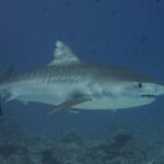 Un requin-tigre nage de profil vers la droite au-dessus d'un fond de récif, le flanc gris marqué de rayures sombres estompées, le ventre blanc et un rémora sous la nageoire pectorale, dans une eau bleue parsemée de petits poissons.