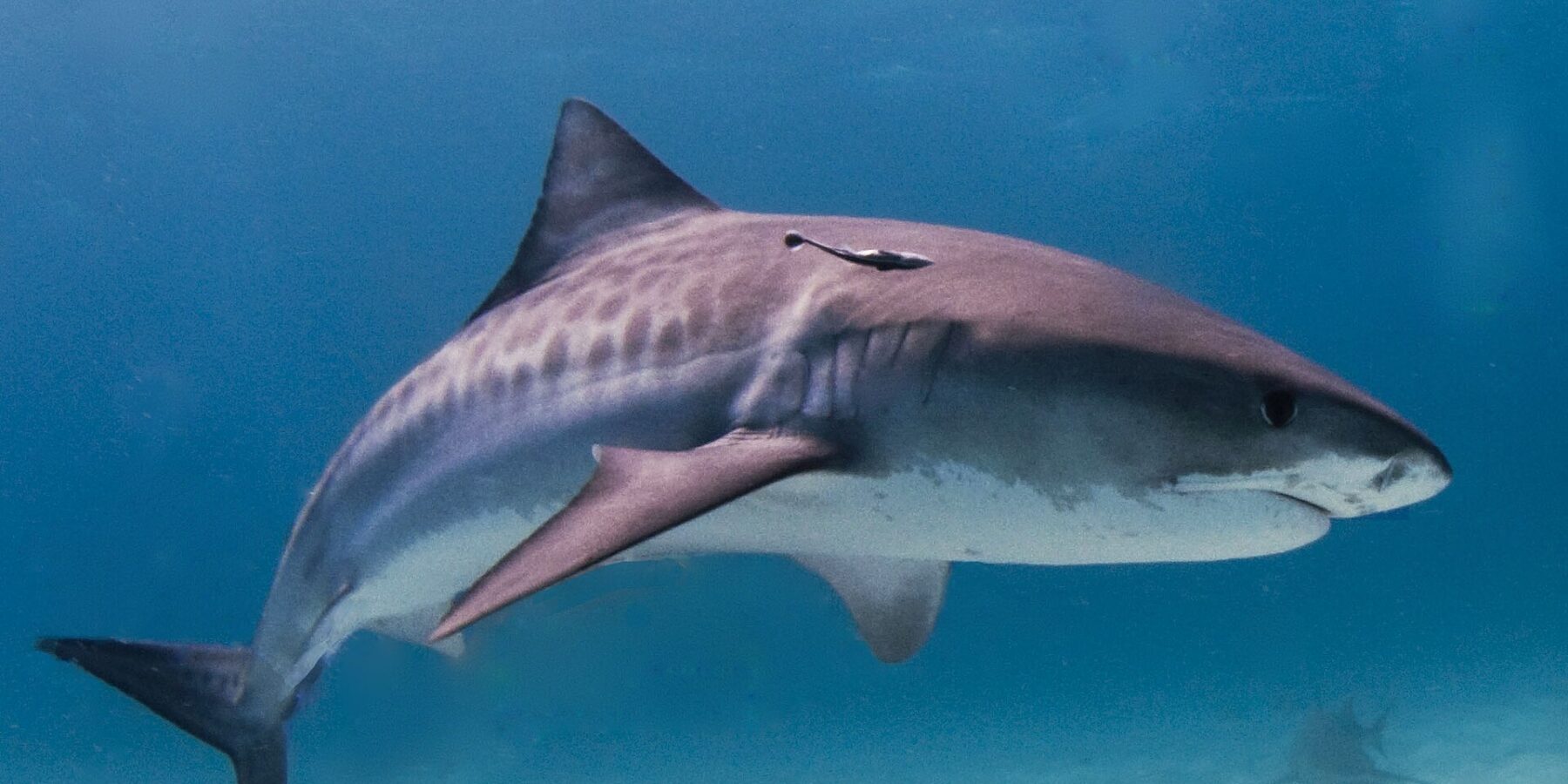 Un requin-tigre de profil au-dessus d'un fond de sable clair, les rayures sombres visibles sur les flancs, un rémora sous la dorsale