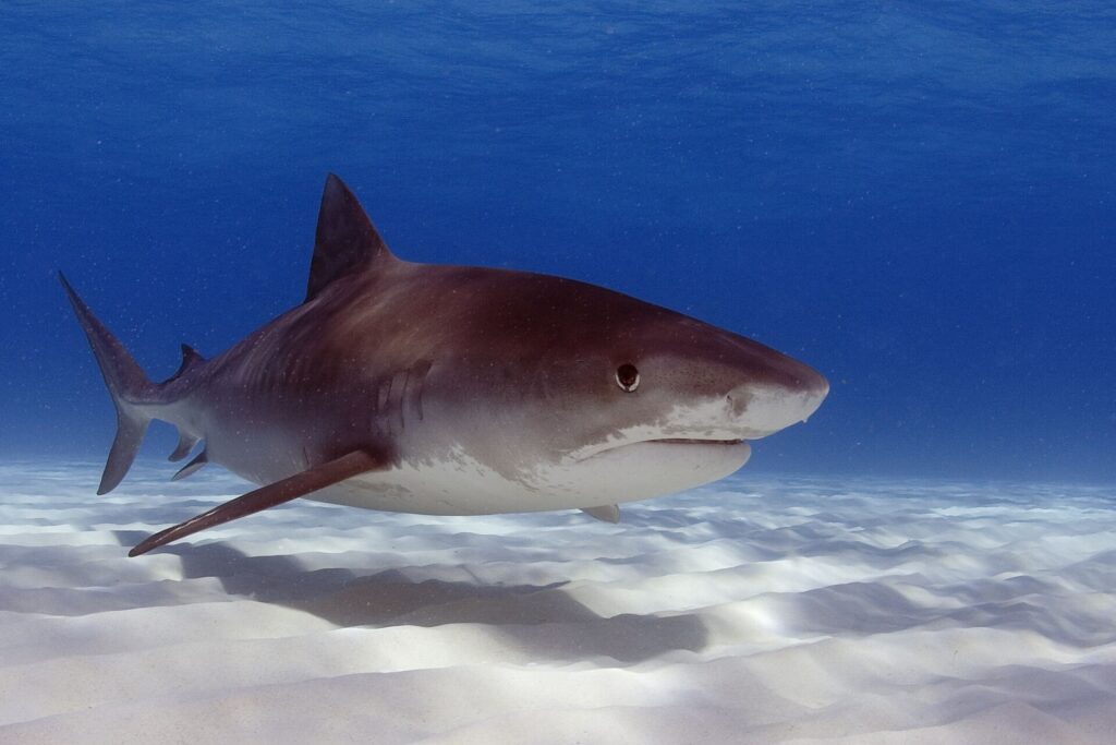 Un grand requin-tigre de trois quarts au-dessus d'un sable blanc ridé, le dos brun presque uni, les rayures à peine visibles vers la queue, le museau court et carré, le grand oeil et la bouche large, le ventre blanc