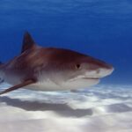 Un grand requin-tigre de trois quarts au-dessus d'un sable blanc ridé, le dos brun presque uni, les rayures à peine visibles vers la queue, le museau court et carré, le grand oeil et la bouche large, le ventre blanc