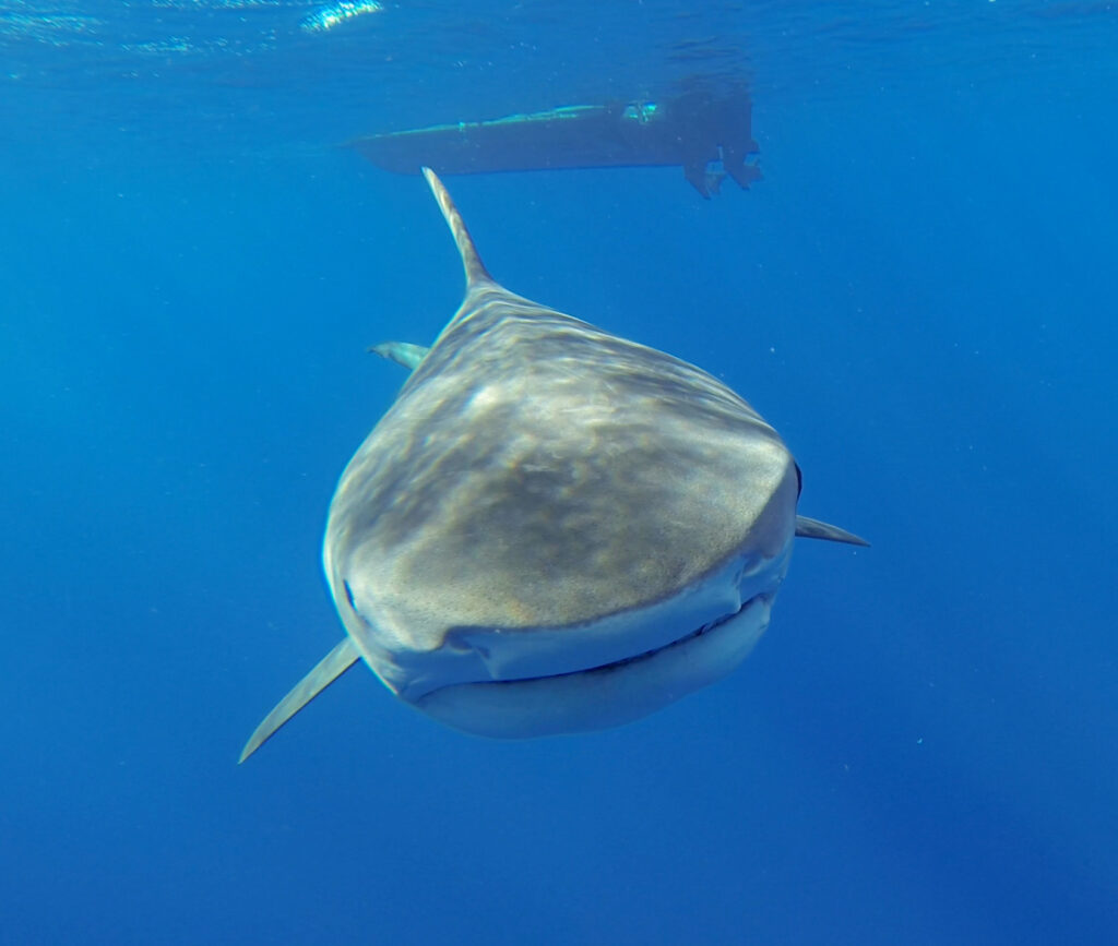 Un requin-tigre qui nage droit vers l'objectif dans le bleu, la tête très large au museau court presque carré, la bouche étirée sur toute la largeur, les pectorales écartées, la coque d'un bateau à la surface au-dessus