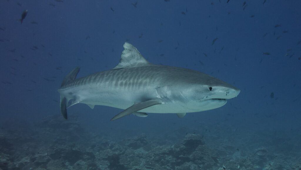 Un requin-tigre de profil au-dessus d'un récif, le dos gris barré de rayures sombres verticales sur les flancs, la tête massive au museau court et carré, l'oeil noir, un rémora sous le ventre, des poissons tout autour