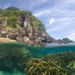 Vue mi-air mi-eau : sous la surface, un grand massif de corail en feuilles jaune-vert dans une eau turquoise limpide, au-dessus, une côte de rochers sombres couverte de végétation sous un ciel bleu voilé.