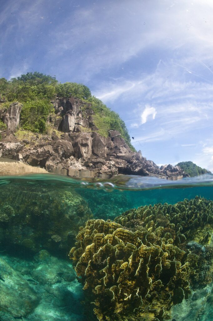 Vue mi-air mi-eau : sous la surface, un grand massif de corail en feuilles jaune-vert dans une eau turquoise limpide, au-dessus, une côte de rochers sombres couverte de végétation sous un ciel bleu voilé.