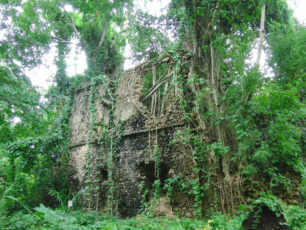 Les murs en pierre de corail d'une maison en ruine envahie par les racines d'un figuier et la végétation, sur l'île de Chole