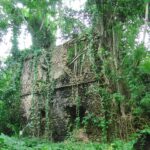 Les murs en pierre de corail d'une maison en ruine envahie par les racines d'un figuier et la végétation, sur l'île de Chole