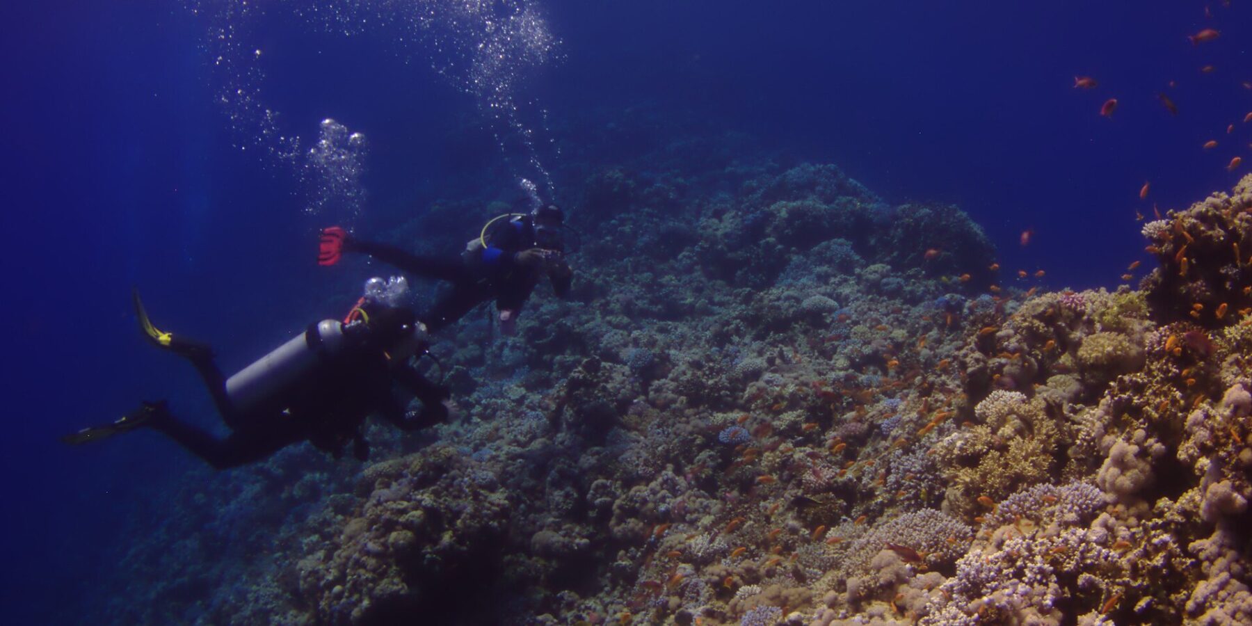 Deux plongeurs longent le mur extérieur du Blue Hole, couvert de coraux durs et d'anthias, le bleu profond à gauche