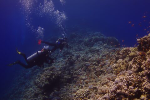 Deux plongeurs longent le mur extérieur du Blue Hole, couvert de coraux durs et d'anthias, le bleu profond à gauche