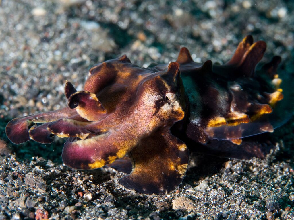 Une seiche flamboyante en marche sur le sable noir volcanique, robe pourpre et brune tachée de jaune orangé, bras levés vers l'avant et papilles dressées sur le dos.