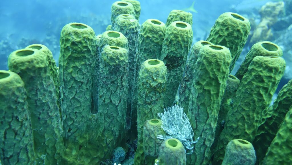 Un petit spirographe blanc déploie son panache au pied d'un massif de grandes éponges tubulaires vert jaune, dans une eau bleue