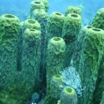 Un petit spirographe blanc déploie son panache au pied d'un massif de grandes éponges tubulaires vert jaune, dans une eau bleue