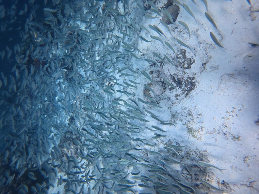 Un banc serré de sardines argentées frôle un fond de sable très clair semé de roches sombres, la masse des poissons plus dense vers la gauche, dans le bleu.