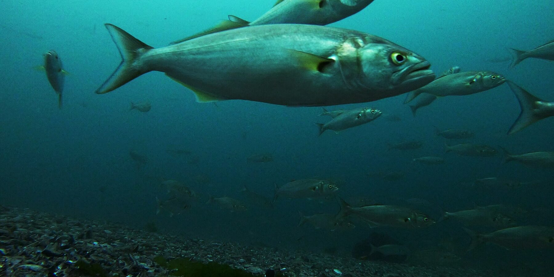 Un banc de tassergals nage au-dessus d'un fond de graviers et de coquilles ; au premier plan, un grand individu de profil vers la droite : dos gris-vert, flancs argentés, œil jaune, grande bouche à la mâchoire inférieure saillante, nageoires pectorales jaunâtres et queue large et fourchue.
