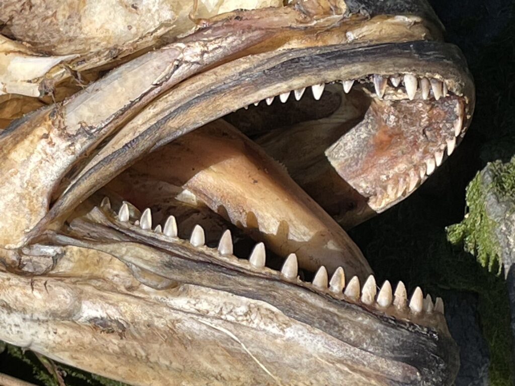 Gros plan sur la gueule ouverte d'un tassergal mort et séché : sur chaque mâchoire, une seule rangée de dents triangulaires, pointues et régulières.
