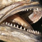 Gros plan sur la gueule ouverte d'un tassergal mort et séché : sur chaque mâchoire, une seule rangée de dents triangulaires, pointues et régulières.