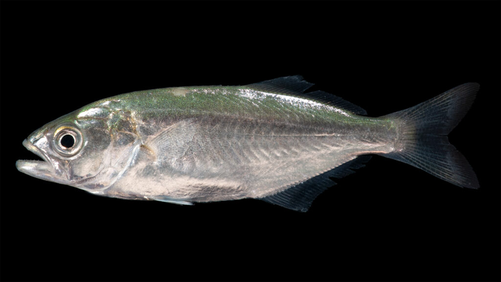 Un tassergal de profil sur fond noir, la tête à gauche : dos vert-bleu irisé qui pâlit en argent sur les flancs, gros œil, mâchoire inférieure saillante, première nageoire dorsale courte et épineuse suivie d'une seconde plus longue, queue fourchue sombre.