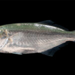 Un tassergal de profil sur fond noir, la tête à gauche : dos vert-bleu irisé qui pâlit en argent sur les flancs, gros œil, mâchoire inférieure saillante, première nageoire dorsale courte et épineuse suivie d'une seconde plus longue, queue fourchue sombre.