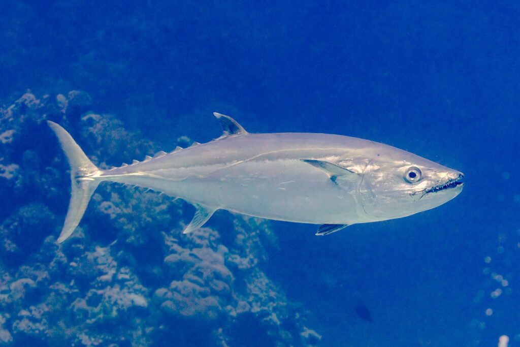 Un thon à dents de chien argenté longe un tombant de corail, de profil, la tête à droite, la bouche entrouverte sur une rangée de dents coniques bien visibles