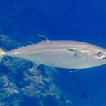 Un thon à dents de chien argenté longe un tombant de corail, de profil, la tête à droite, la bouche entrouverte sur une rangée de dents coniques bien visibles