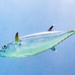 Un thon à dents de chien argenté de profil, la tête à gauche, sur un fond bleu clair : la ligne latérale ondule sur le flanc, la deuxième dorsale et l'anale ont la pointe blanche, et les pinnules courent jusqu'à la queue