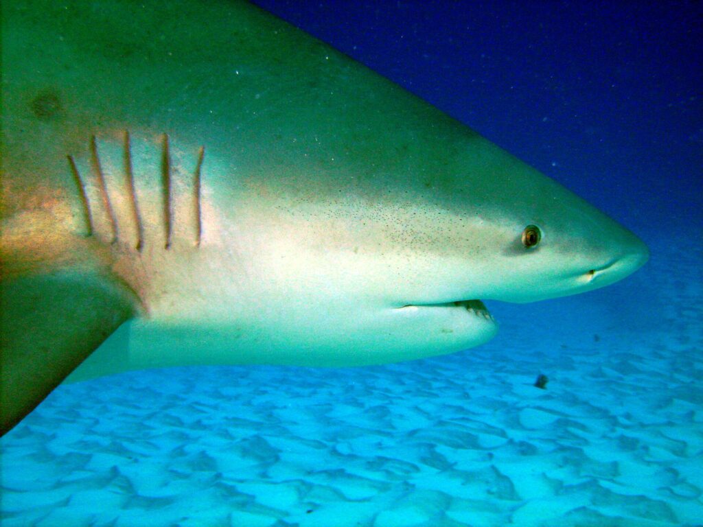 Gros plan sur la tête d'un requin-bouledogue, les cinq fentes branchiales, le petit œil et la bouche entrouverte, au-dessus du sable ondulé